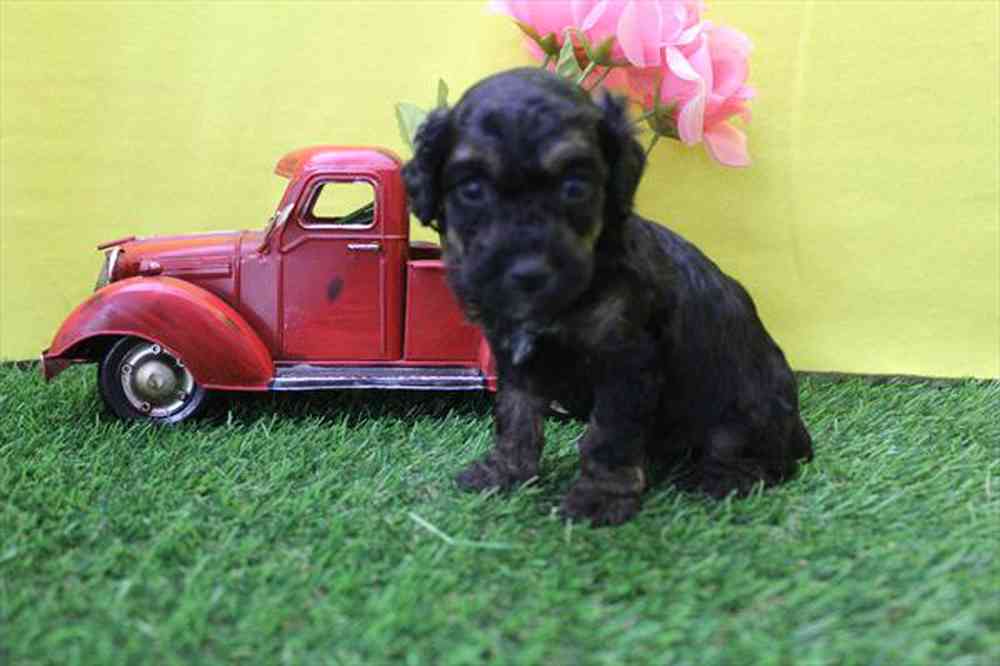 carousel pet images