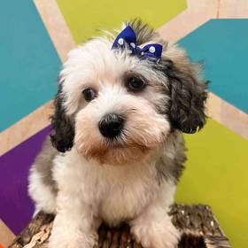 Havanese