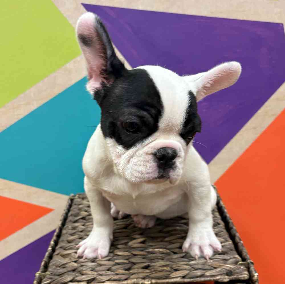 carousel pet images