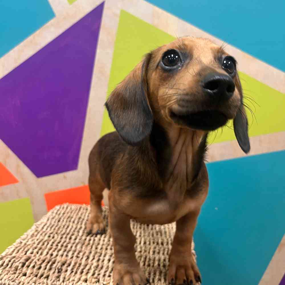 Image of a pet breed in the gallery