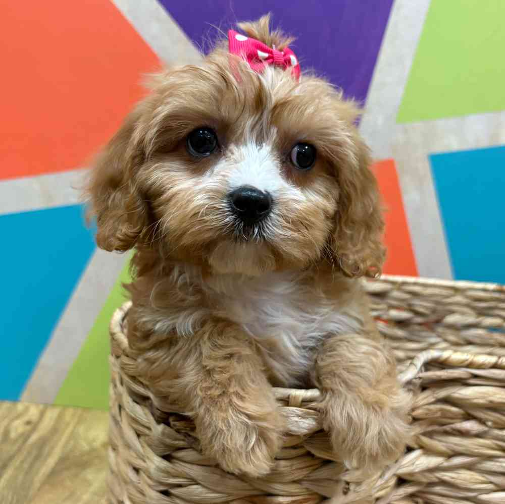 carousel pet images
