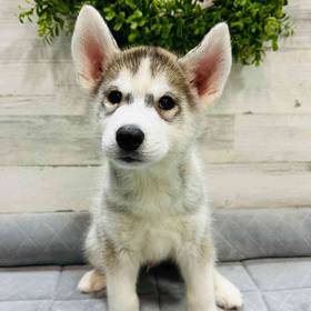 Siberian Husky