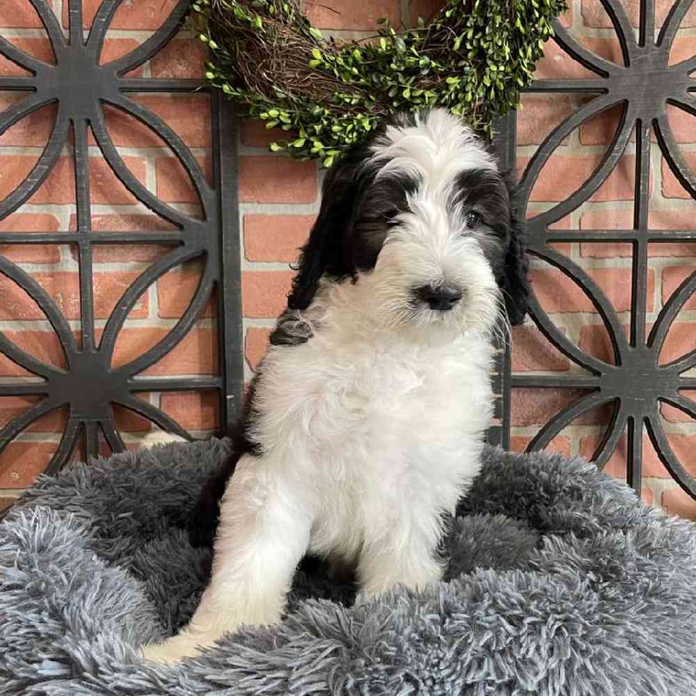 Male Sheepadoodle Puppy for sale