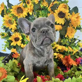 French Bulldog