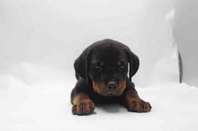 Rottweiler