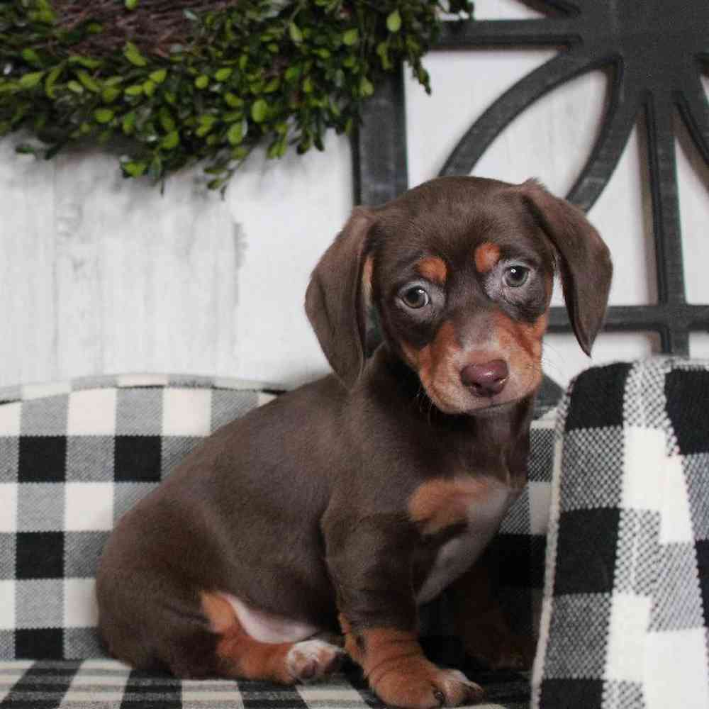 Female Dachshund Puppy for sale