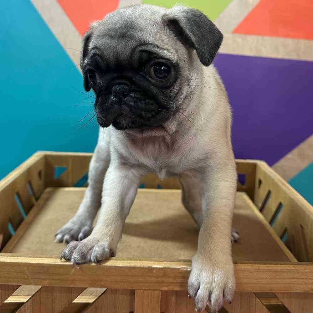 carousel pet images