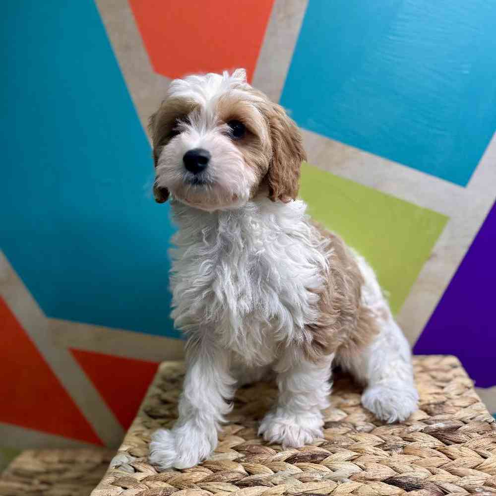 Image of a pet breed in the gallery