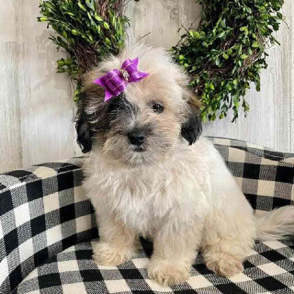 Female Shih-Poo Puppy for sale