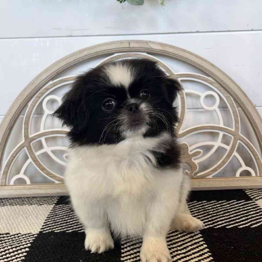 Female Pekingese Puppy for Sale in Fayetteville, AR