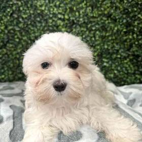 Maltese