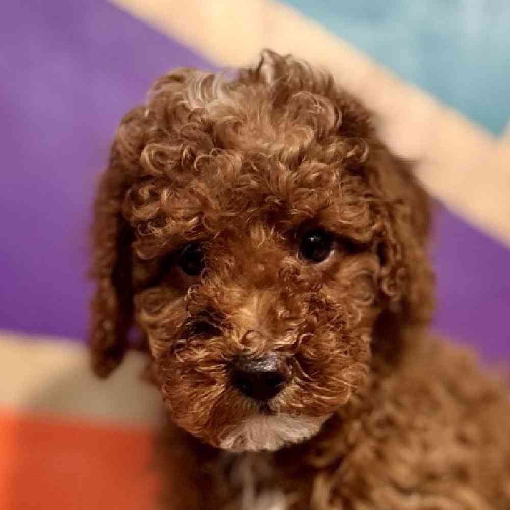 Information on Lhasa-Poo Puppies for Sale in Rogers, Arkansas