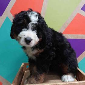 Mini Bernedoodle