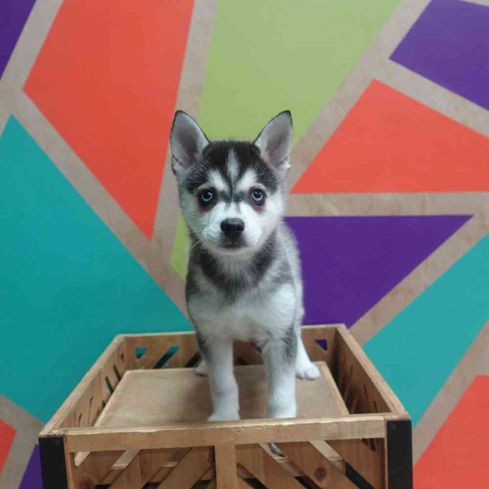 carousel pet images