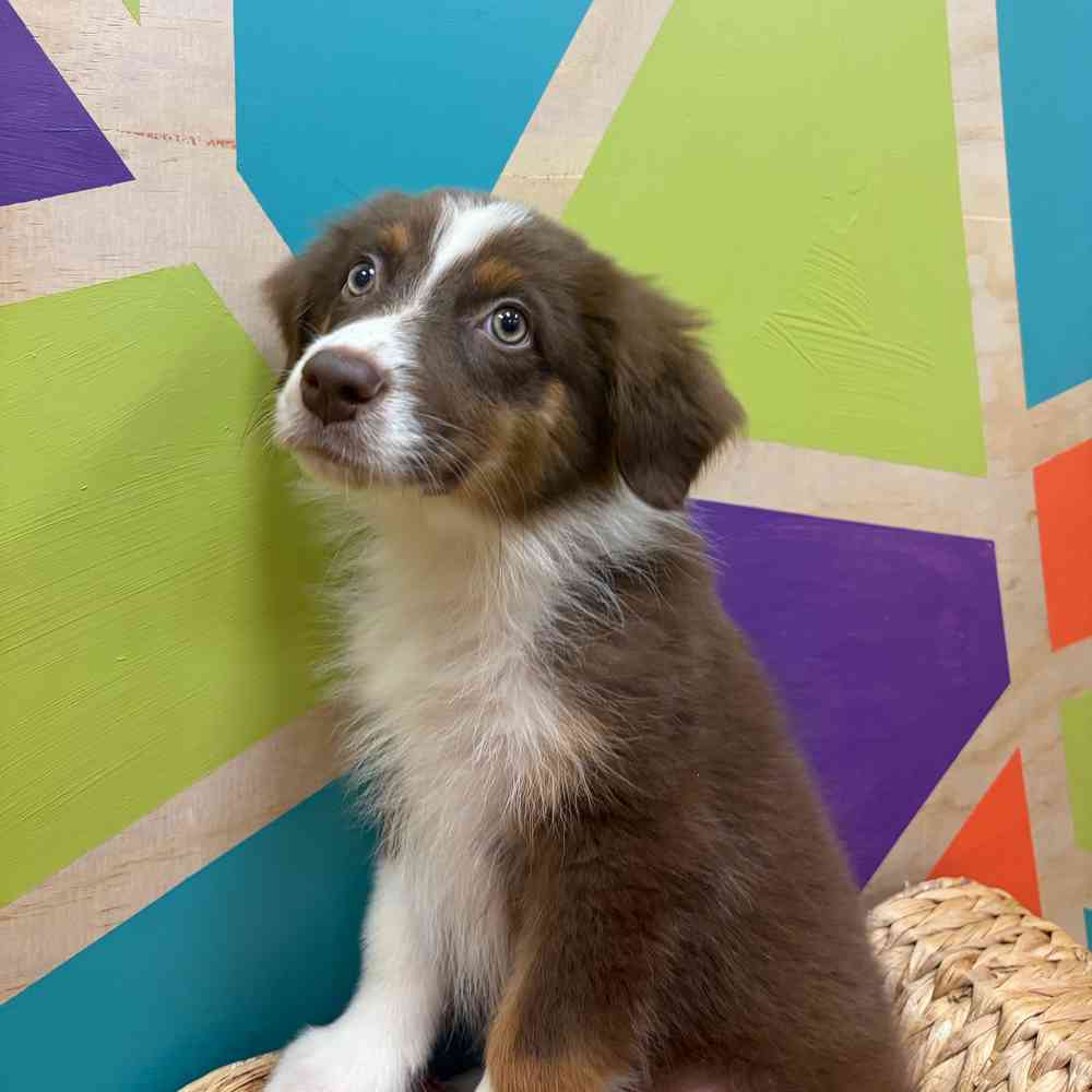 Image of a pet breed in the gallery