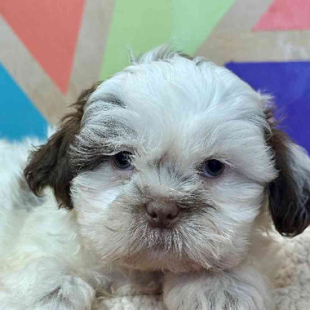 Male Shih Tzu Puppy for Sale in Joplin, MO