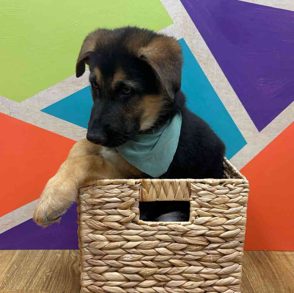 carousel pet images