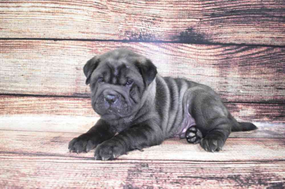 carousel pet images
