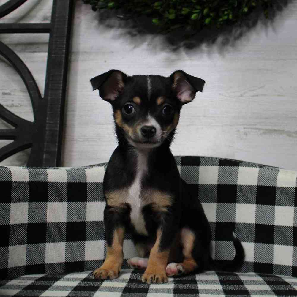 Female Chihuahua Puppy for sale