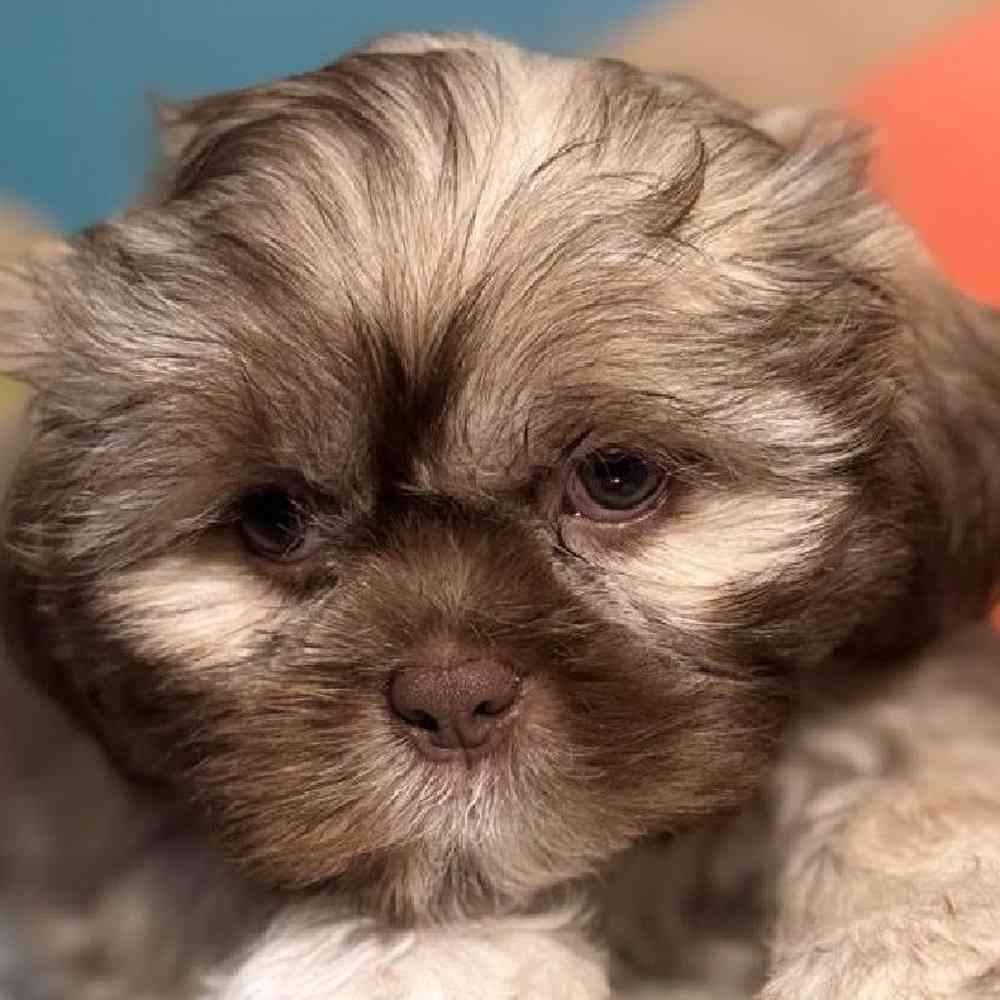 Image of a pet breed in the gallery