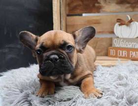 French Bulldog
