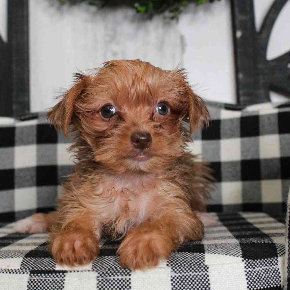 Female Yorkie Puppy for sale