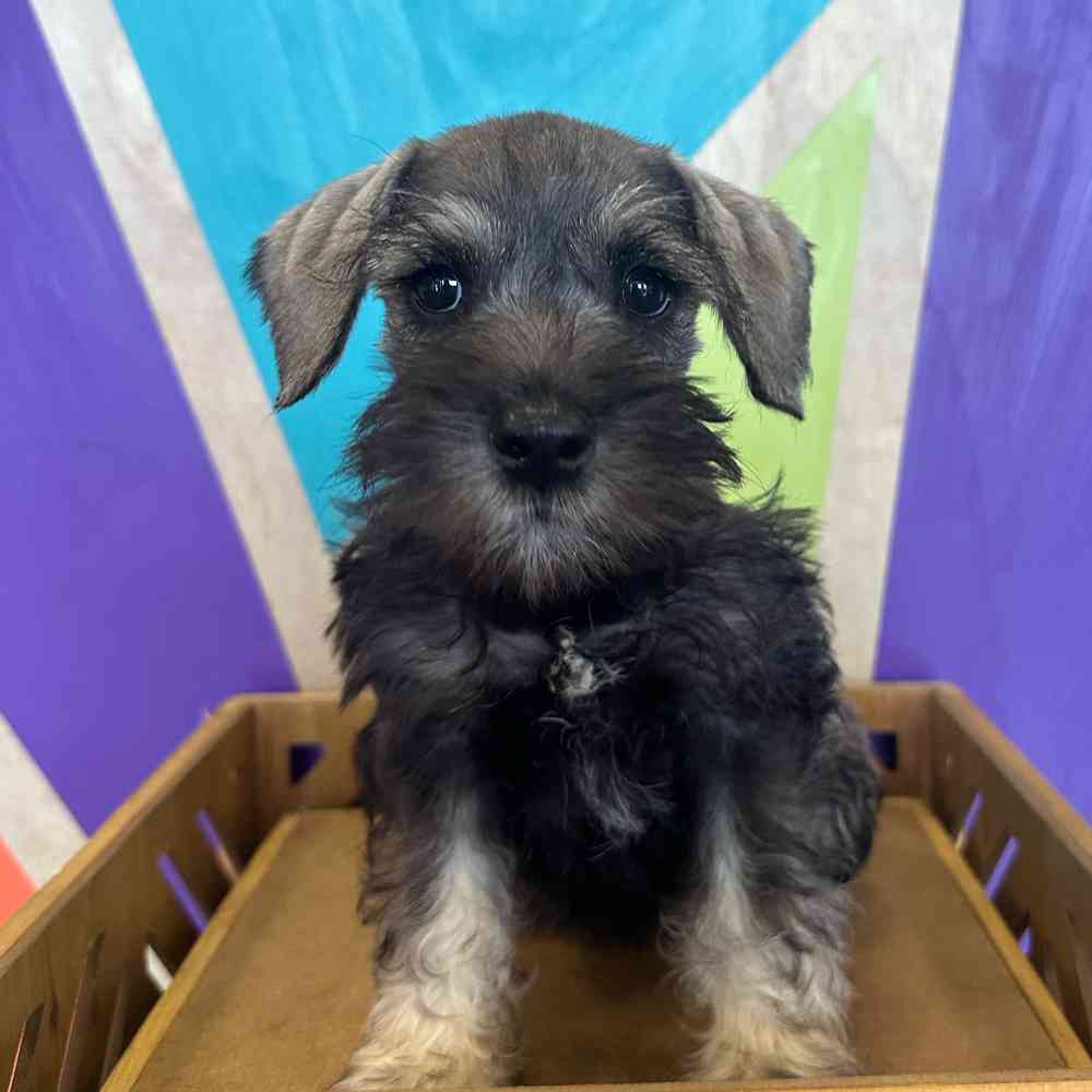 Image of a pet breed in the gallery