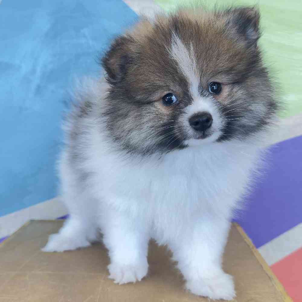 Male Pomeranian Puppy for Sale in Rogers, AR