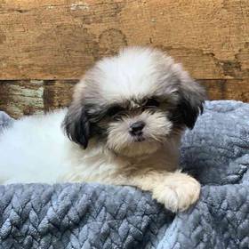 Shih Tzu