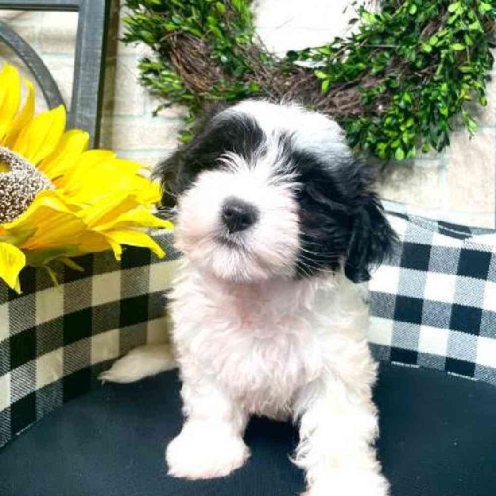 Female Havanese Puppy for sale