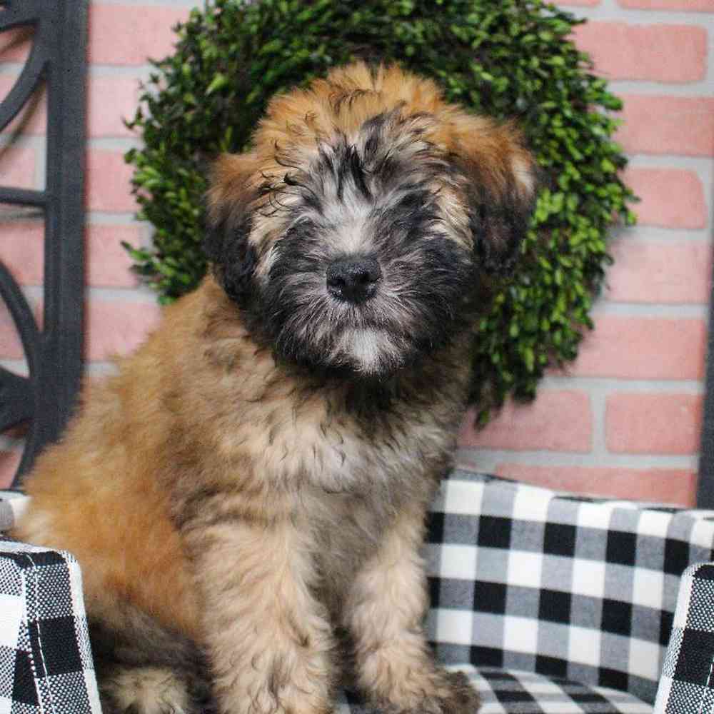 Male Soft Coated Wheaten Terrier Puppy for sale