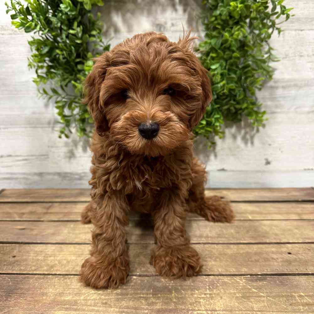 carousel pet images