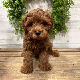 Cavapoo