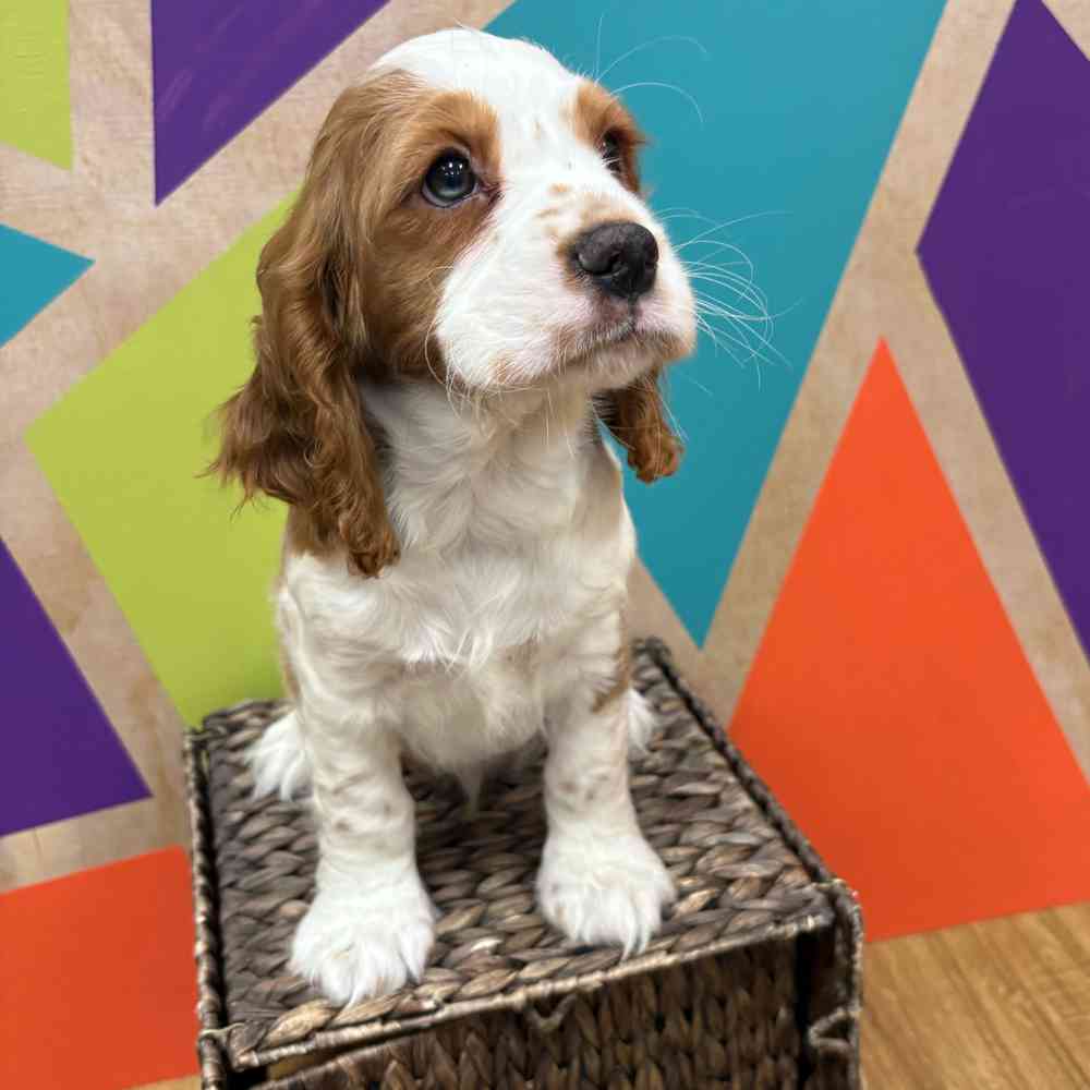 carousel pet images