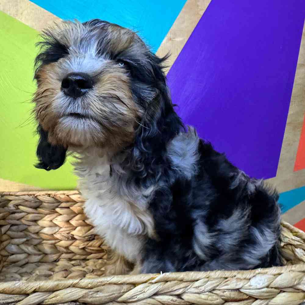 carousel pet images