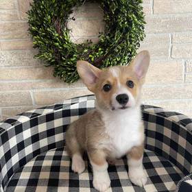 Pembroke Welsh Corgi