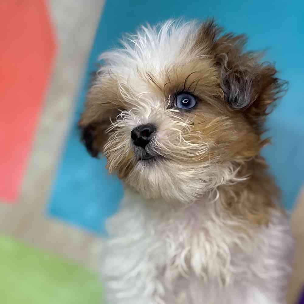 carousel pet images