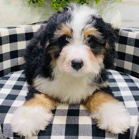 Mini Bernedoodle