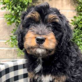 Mini Bernedoodle