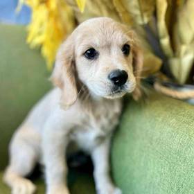 Mini Golden Retriever
