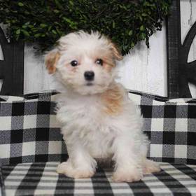 Morkie