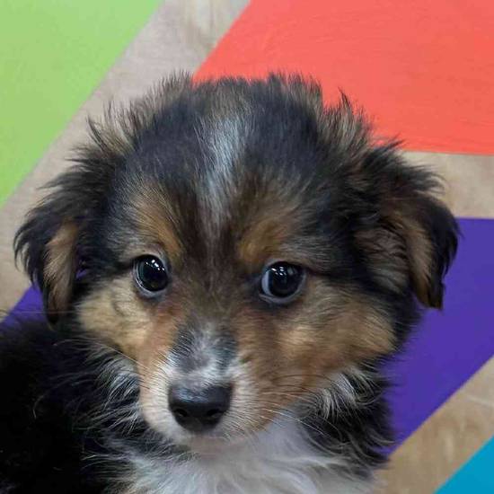 Foster