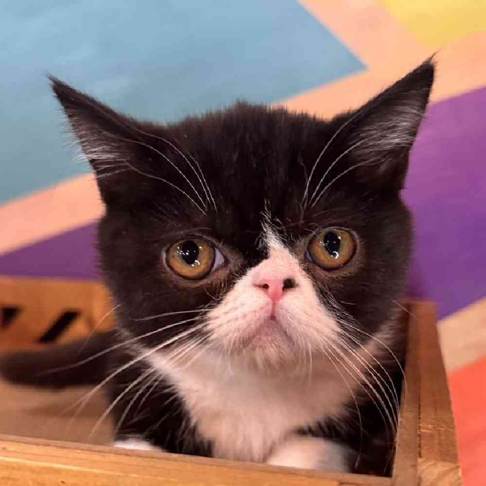 carousel pet images