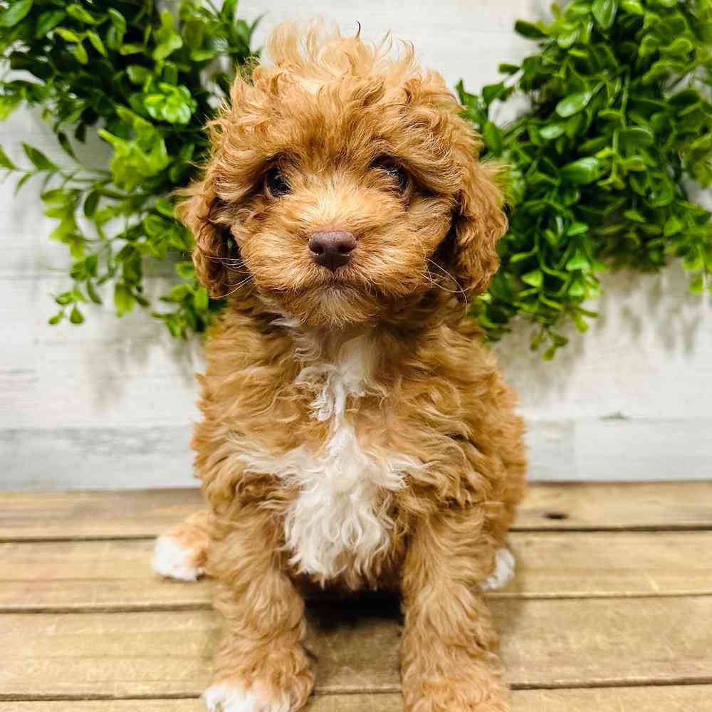 carousel pet images