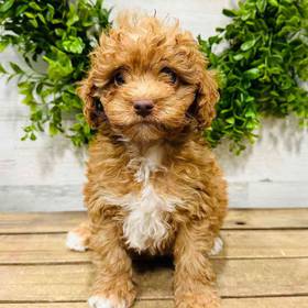 Cavapoo