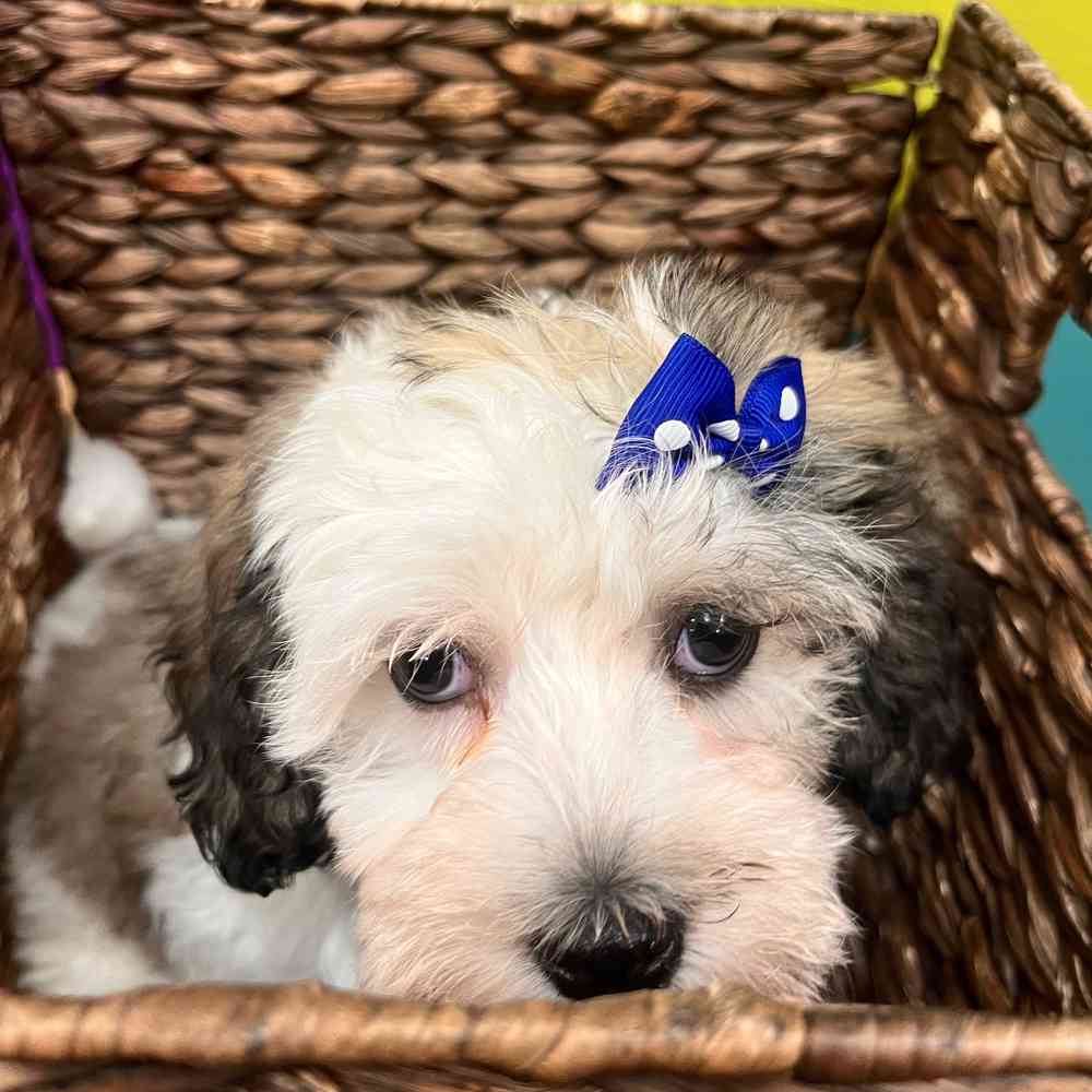 carousel pet images