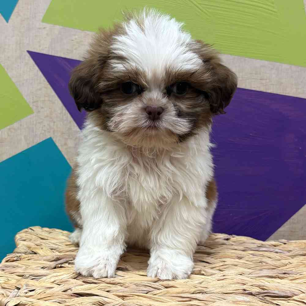 carousel pet images