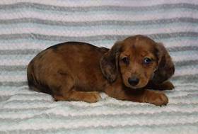 Dachshund
