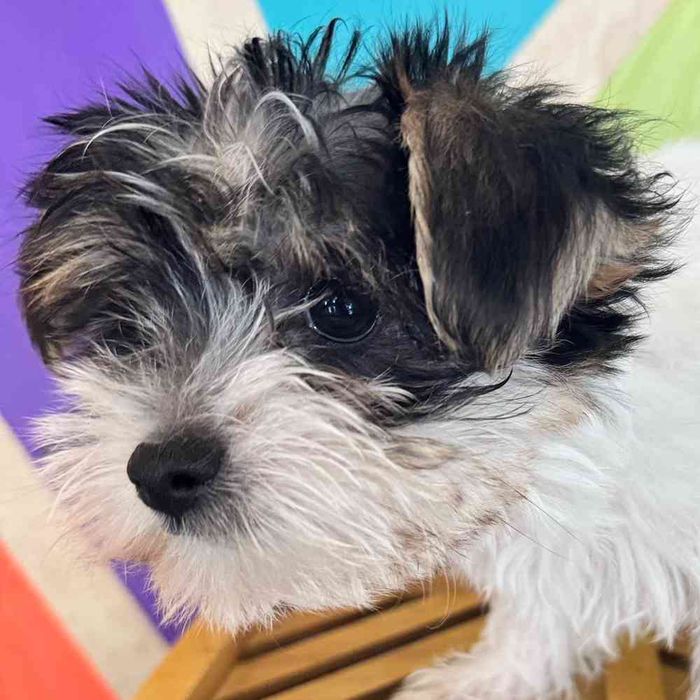carousel pet images