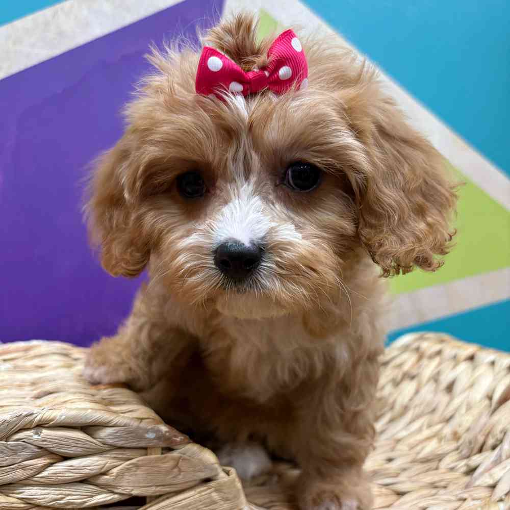 Image of a pet breed in the gallery